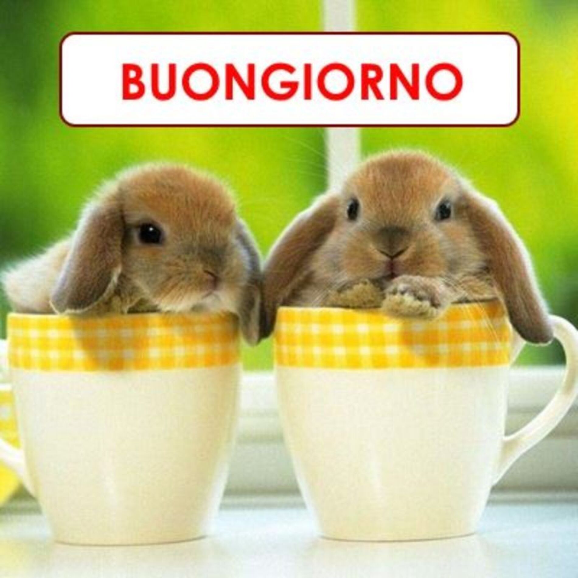 Buongiorno Pasqua