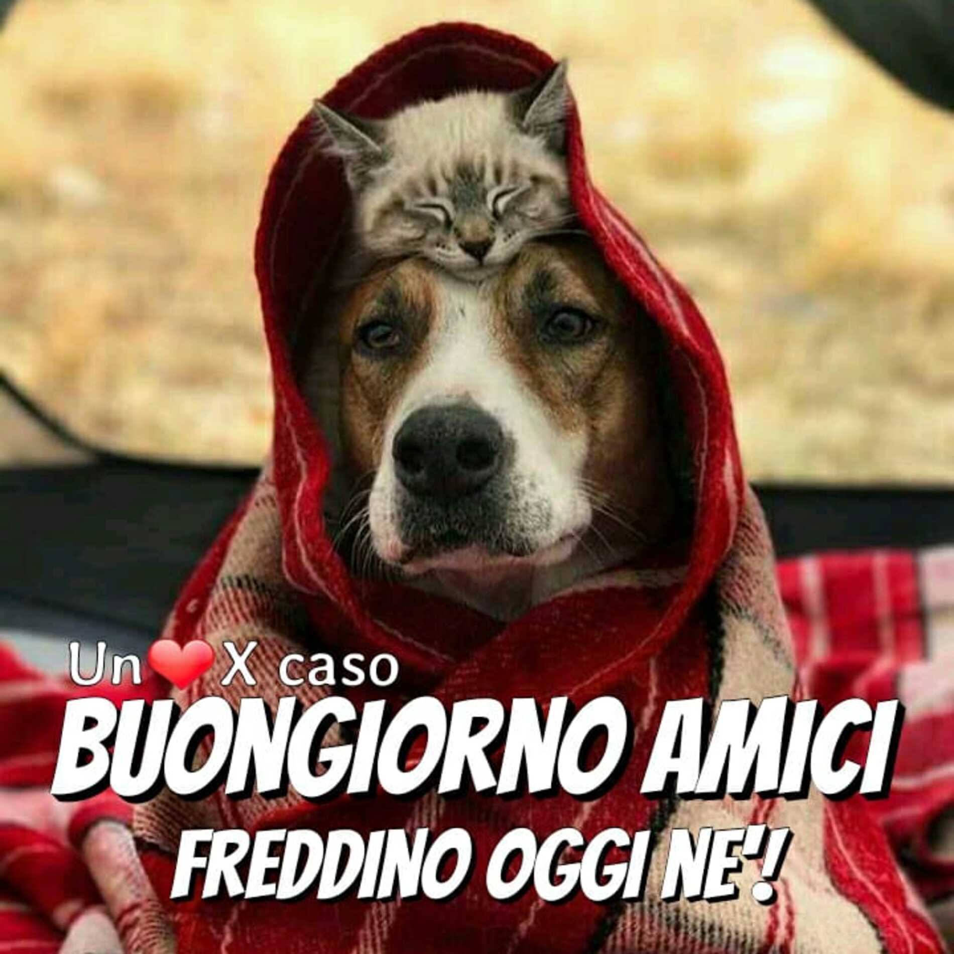 Buongiorno amici freddino oggi nè