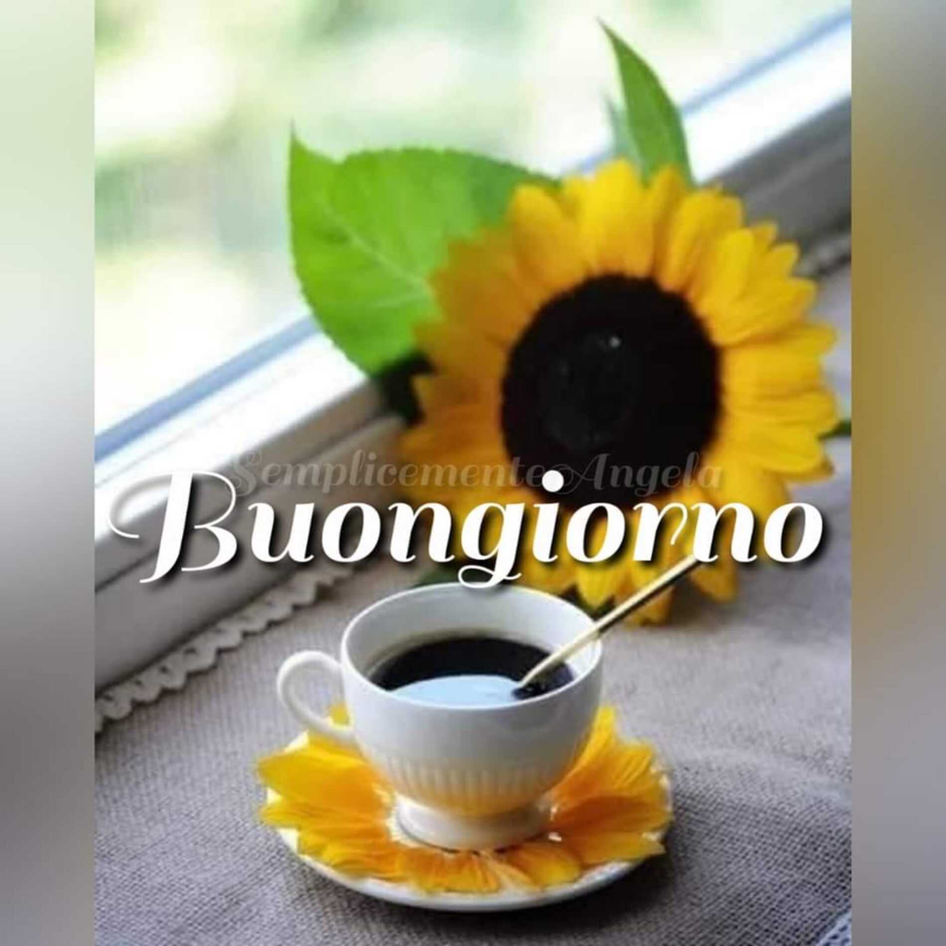 Buongiorno girasole