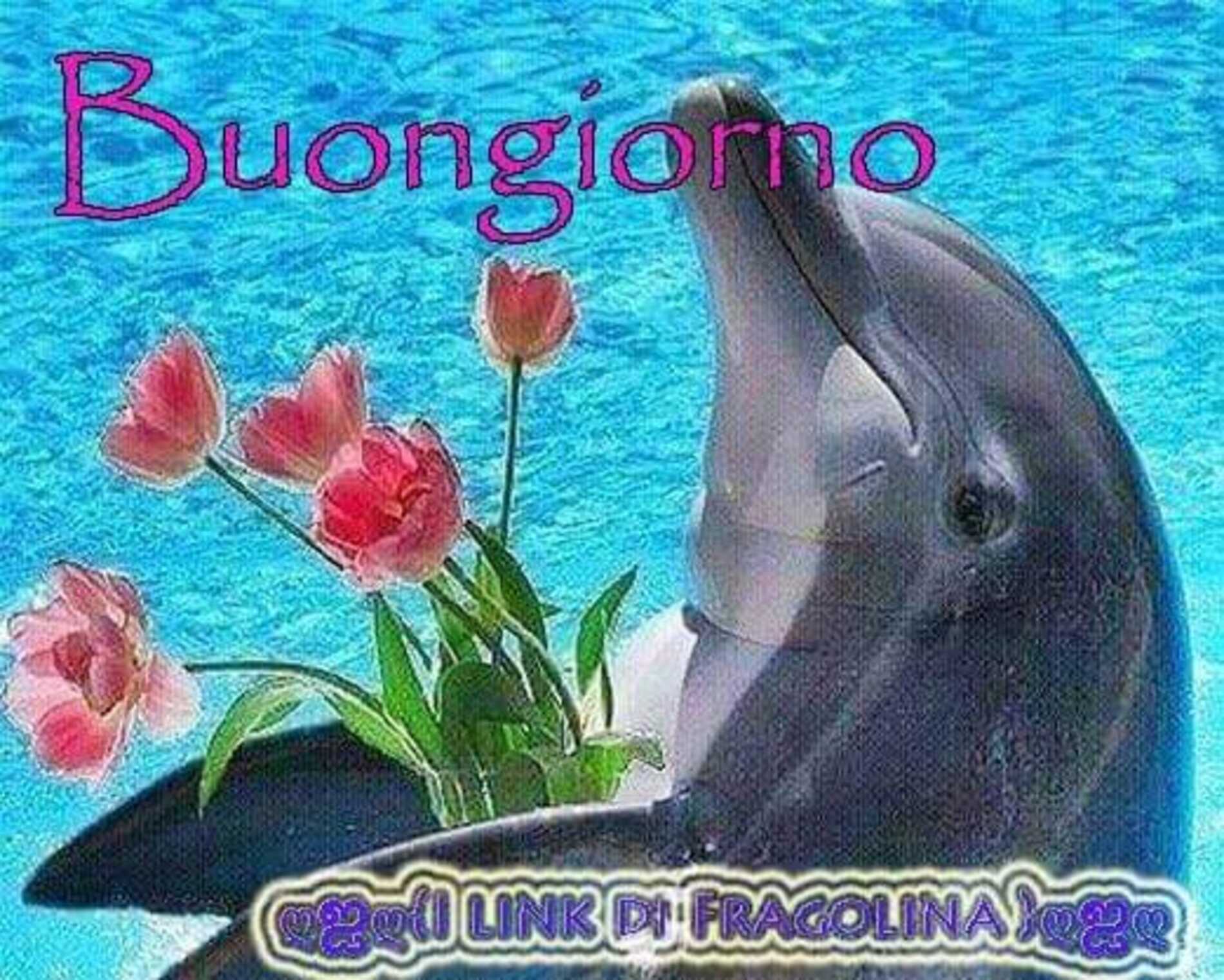 Buongiorno i link di Fragolina