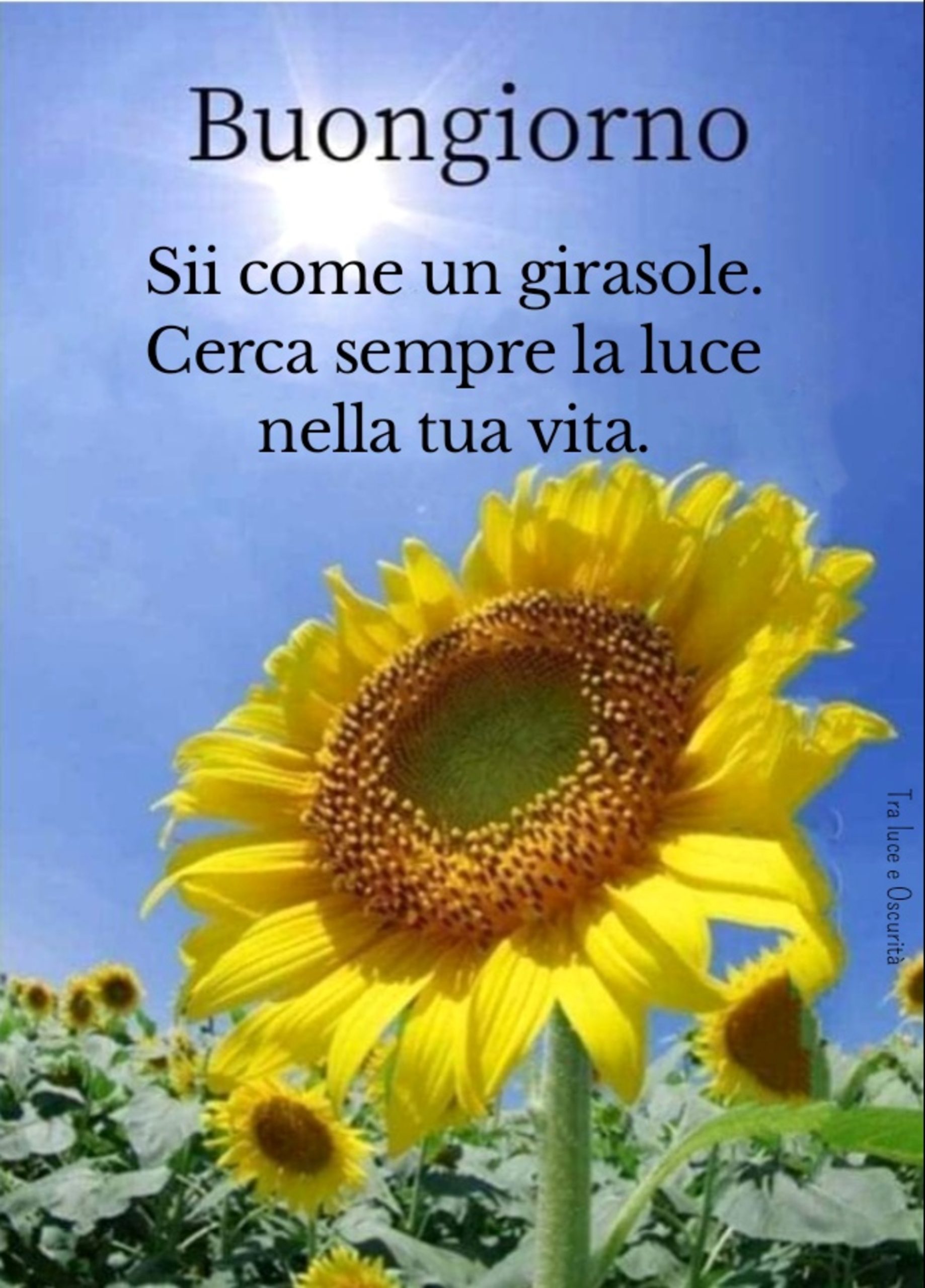 Buongiorno sii come un girasole cerca sempre la luce nella tua vita