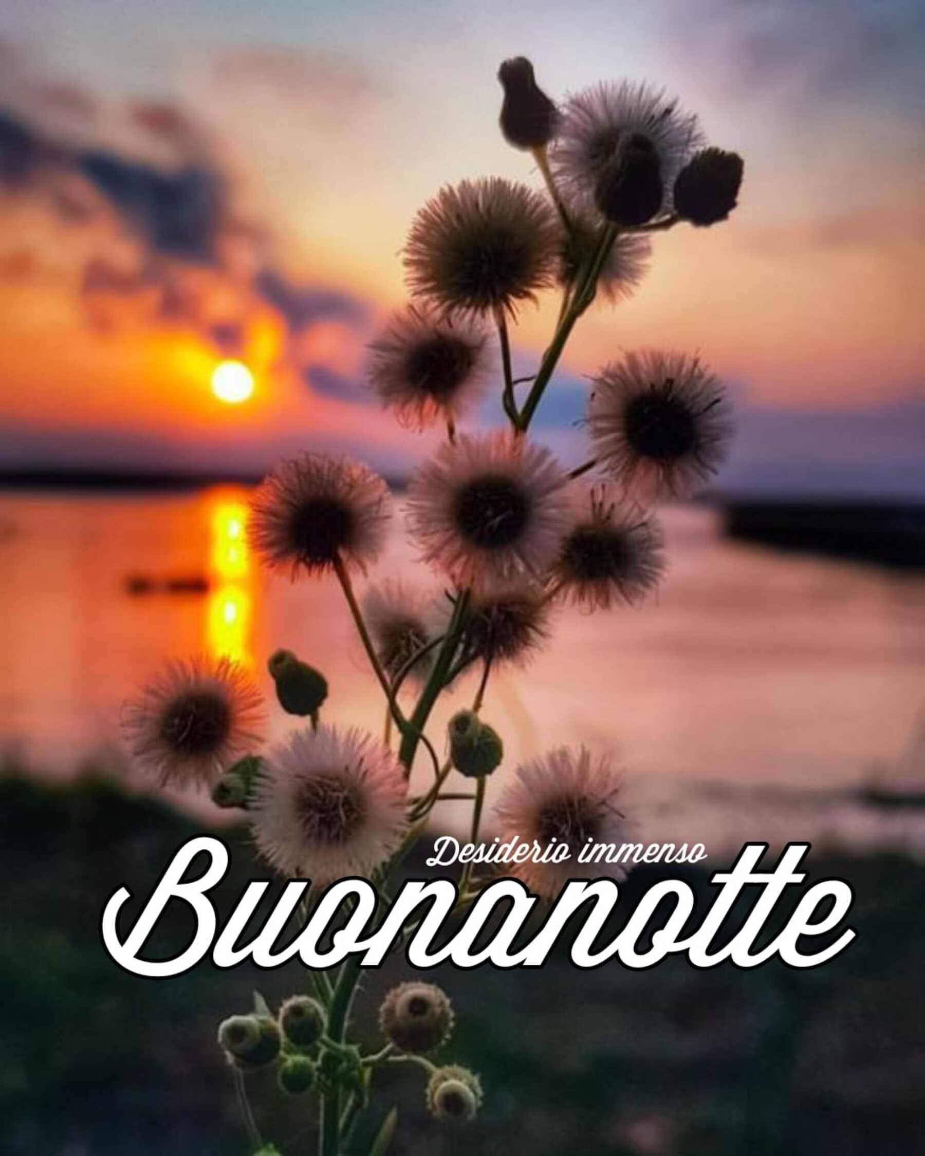 Buonanotte 7