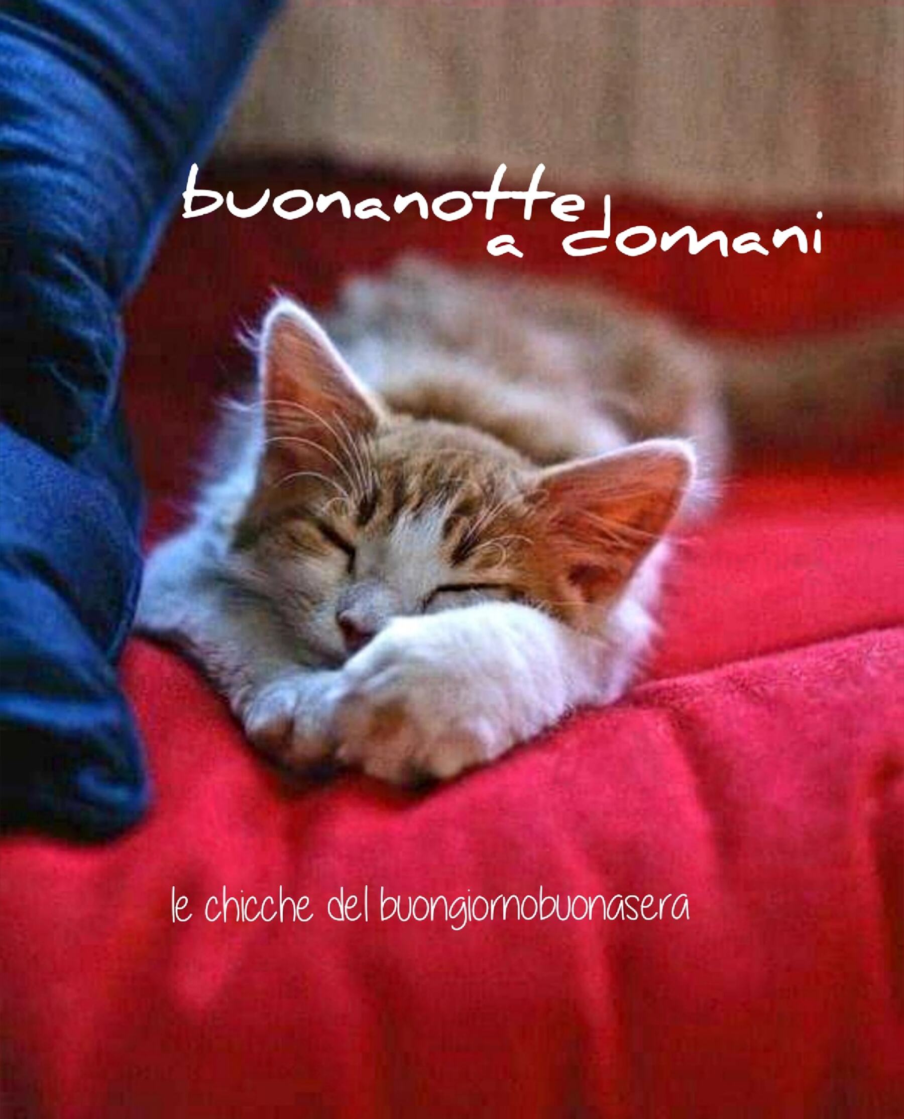 Buonanotte a domani gatto