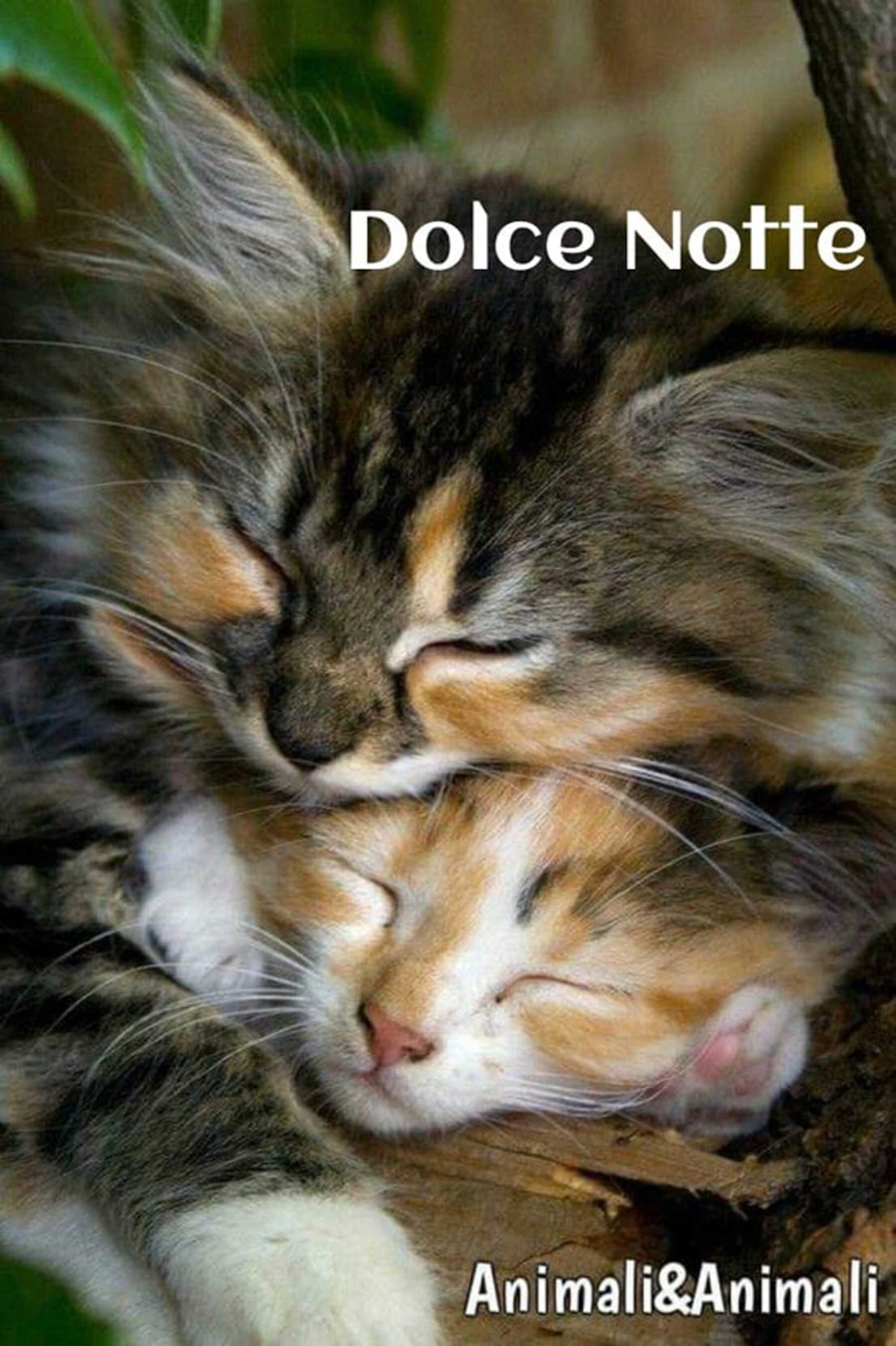 Buonanotte a tutti i miei amici 5