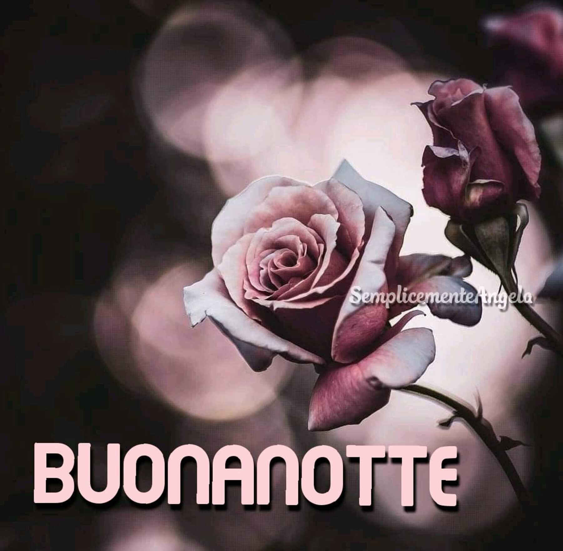 Buonanotte con una rosa