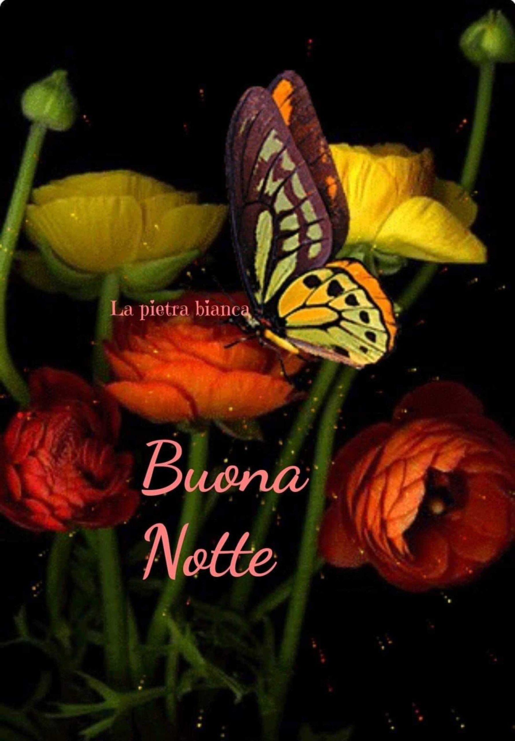 Buonanotte farfalla