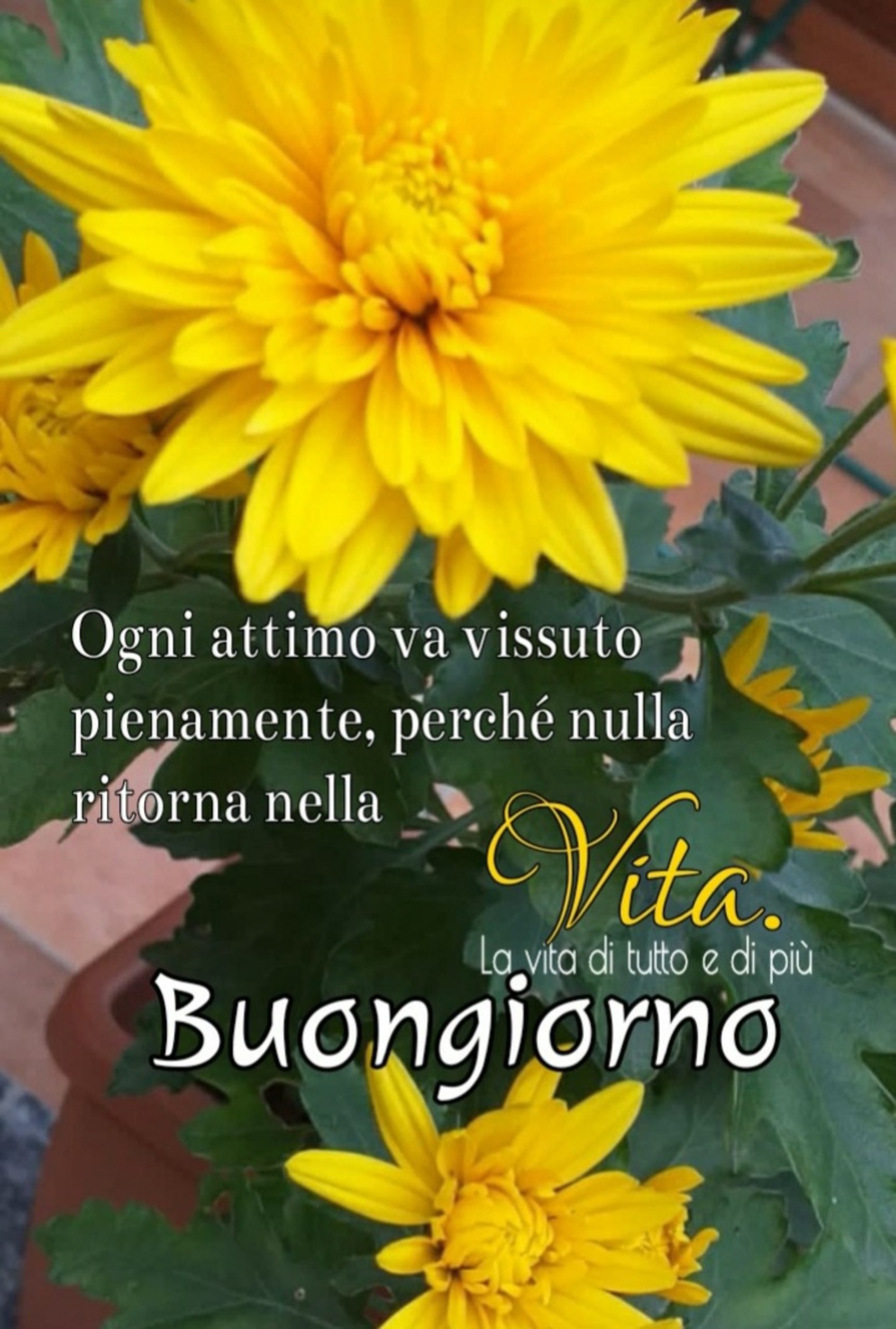 Collezione di immagini di buongiorno gratis 12