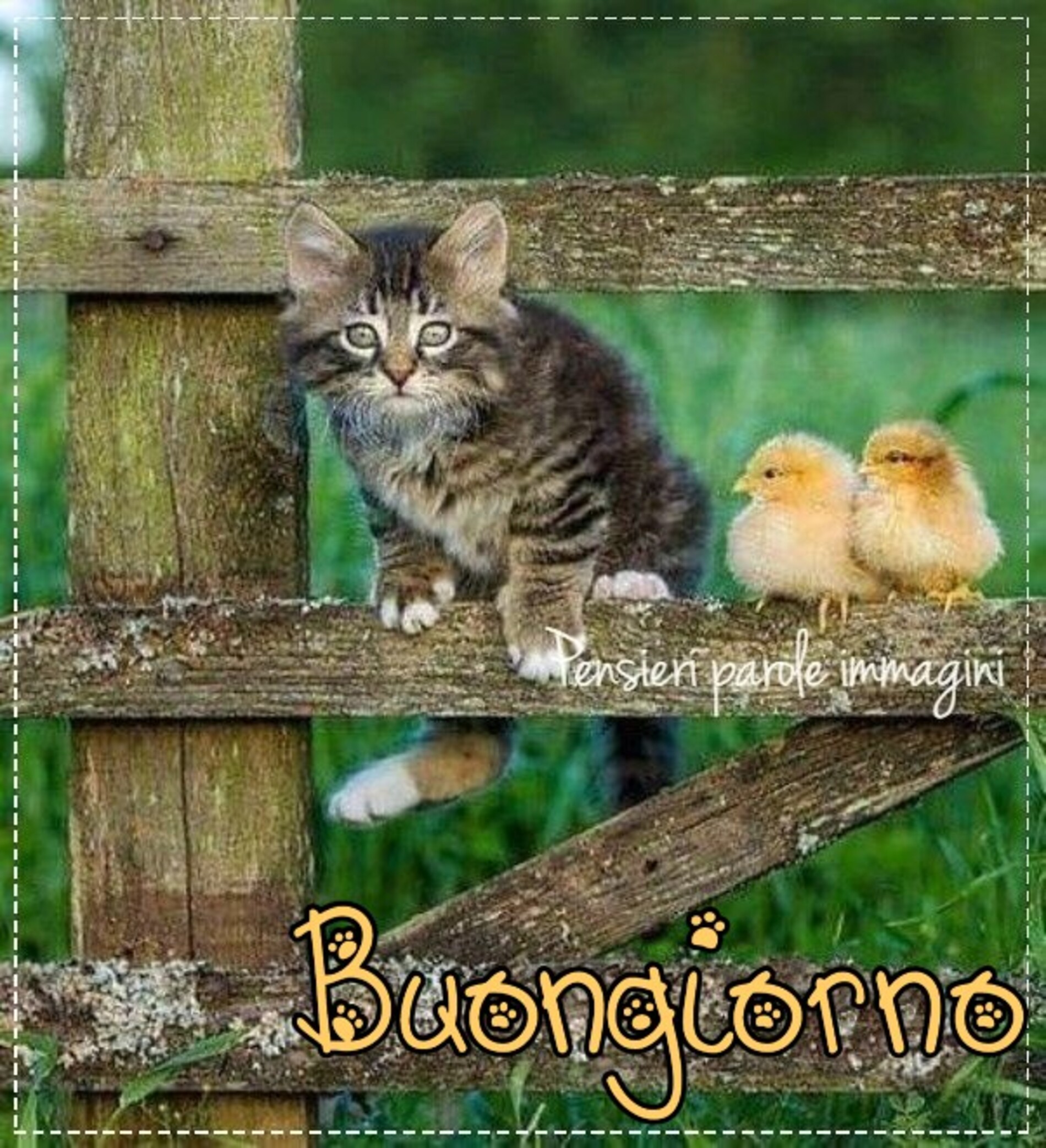 Immagini per il buongiorno con gli animali (11)