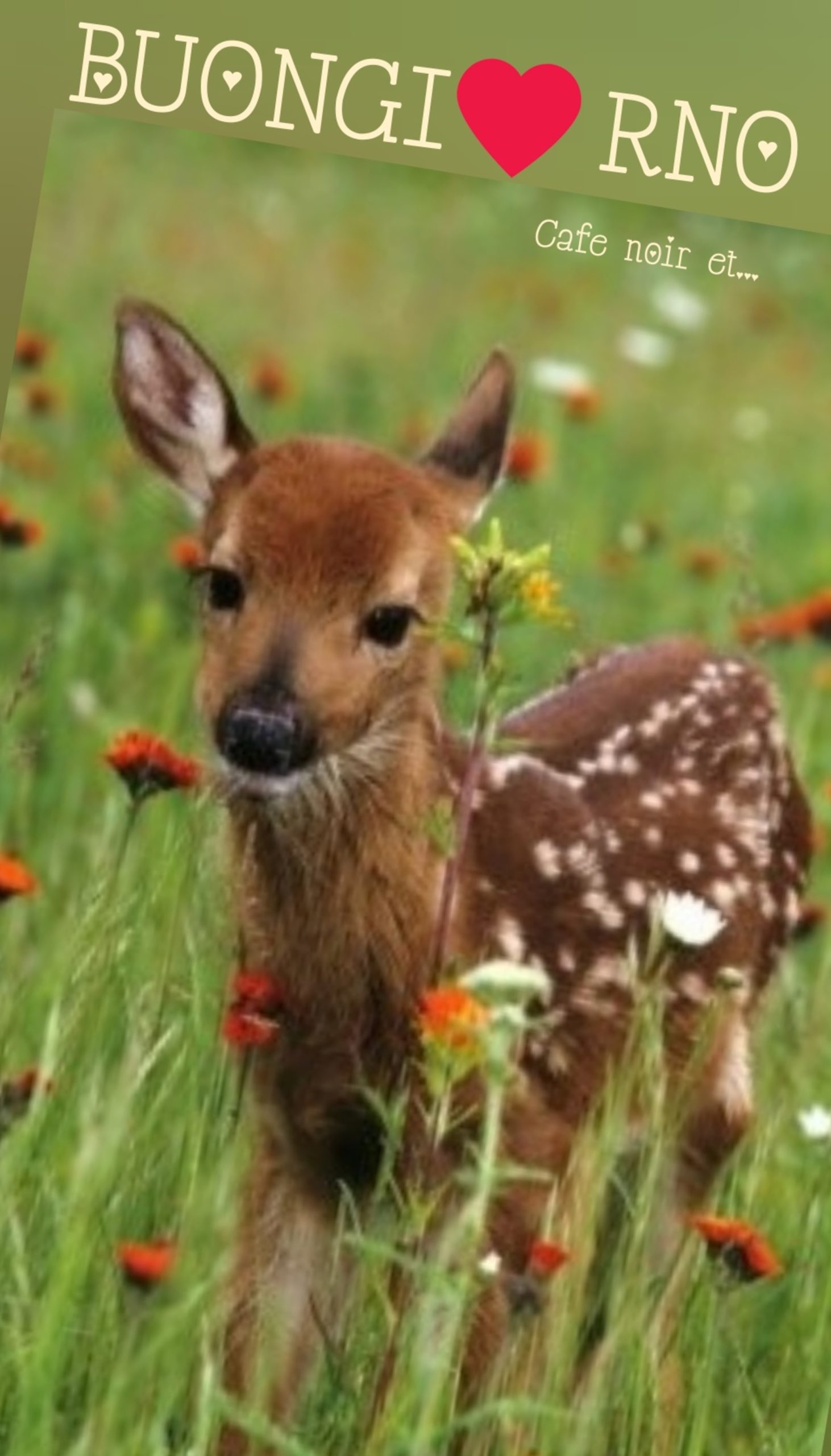 Immagini per il buongiorno con gli animali (17)