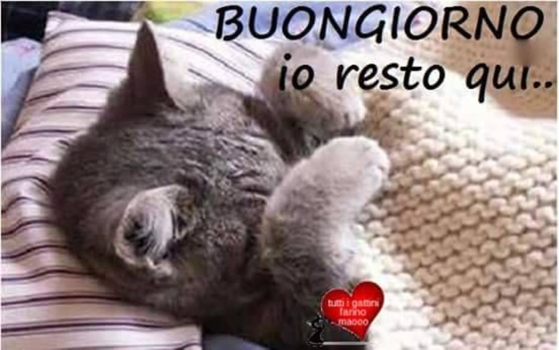 Immagini per il buongiorno con gli animali (18)