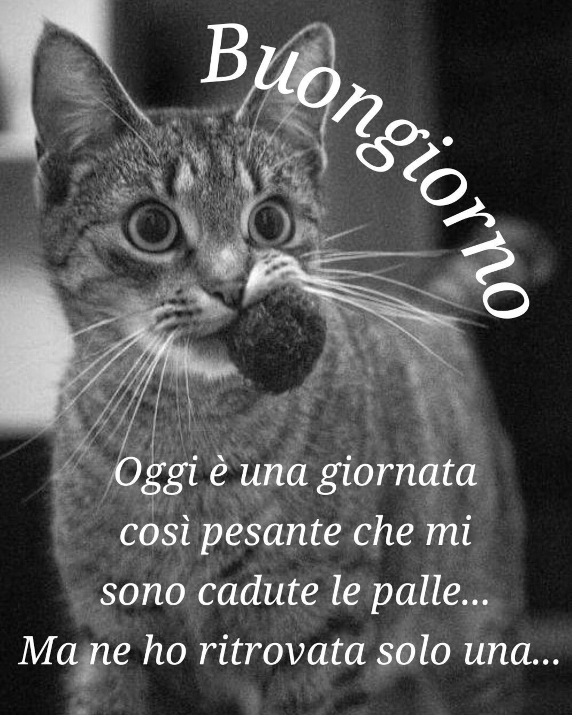 Immagini per il buongiorno con gli animali (19)