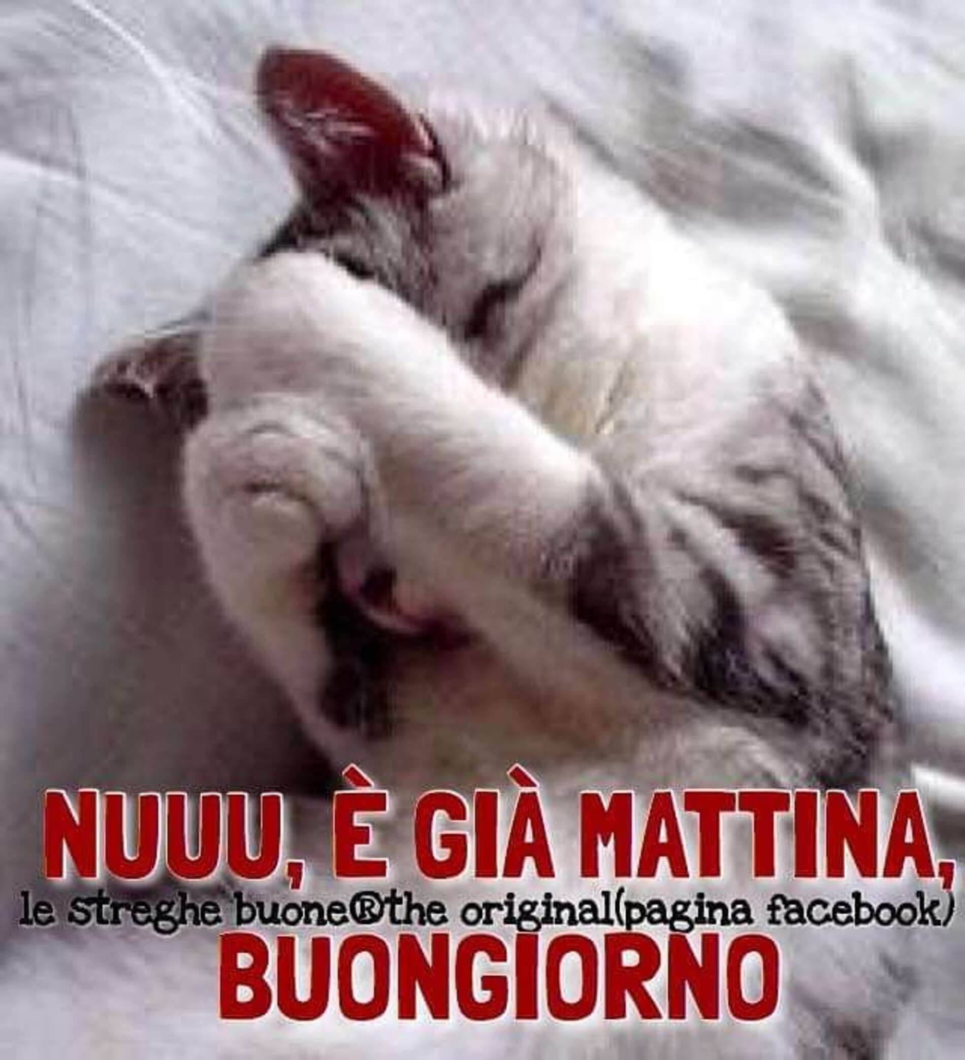 Immagini per il buongiorno con gli animali (23)