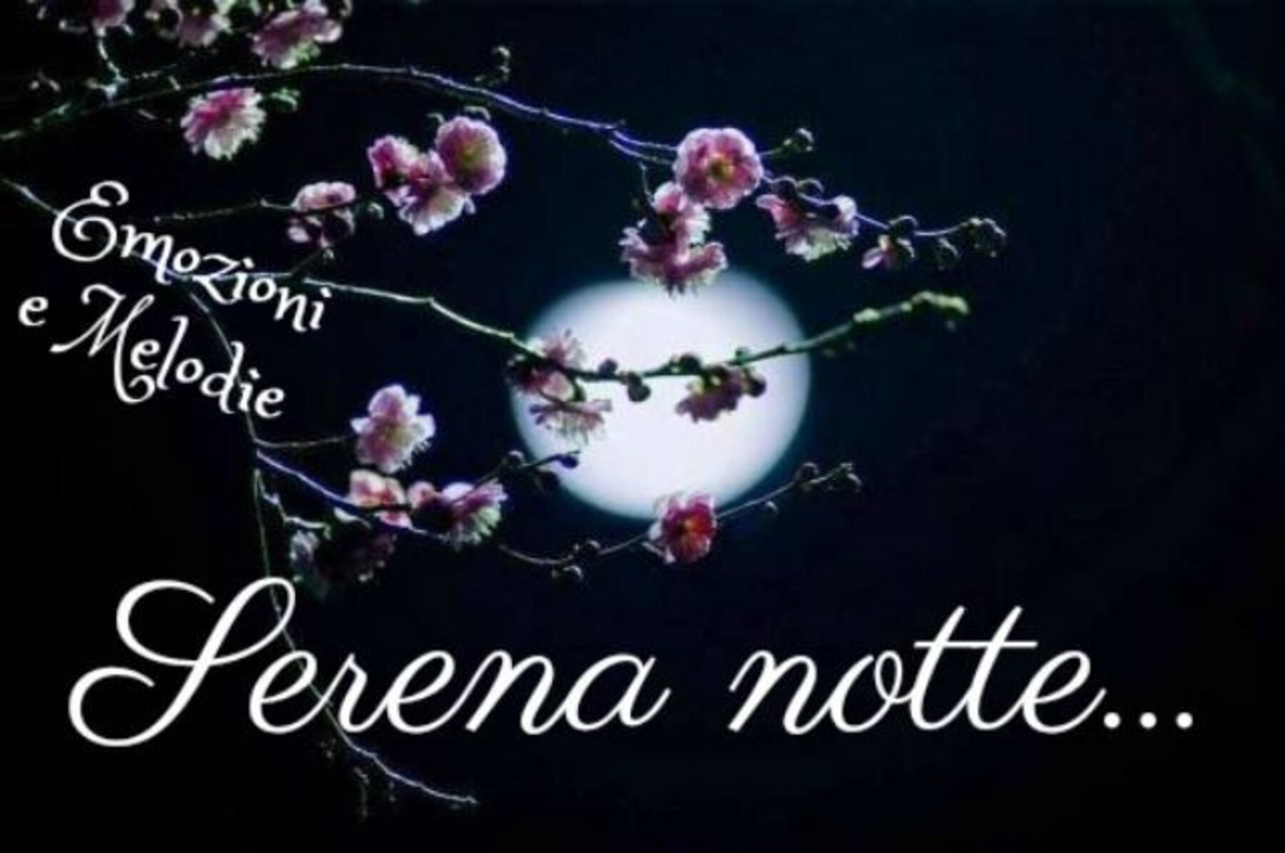 Magica notte e magici sogni 8