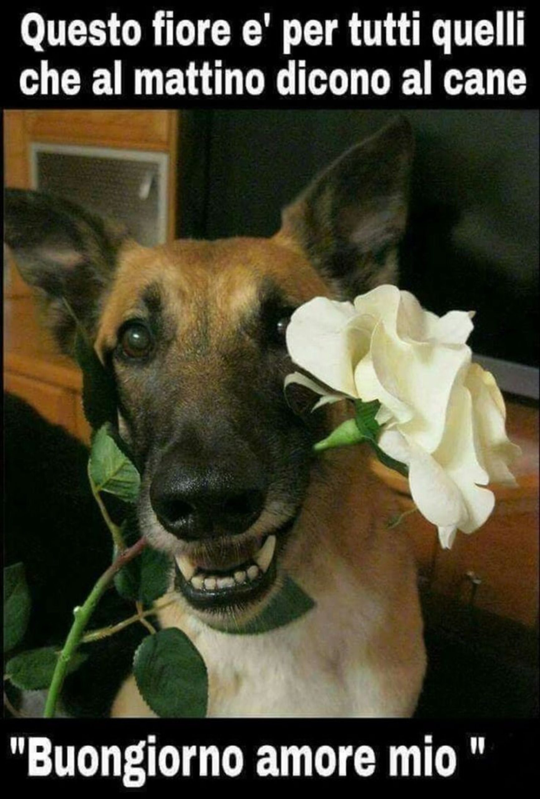 Questo fiore è per tutti quelli che al mattino dicono al cane buongiorno amore mio