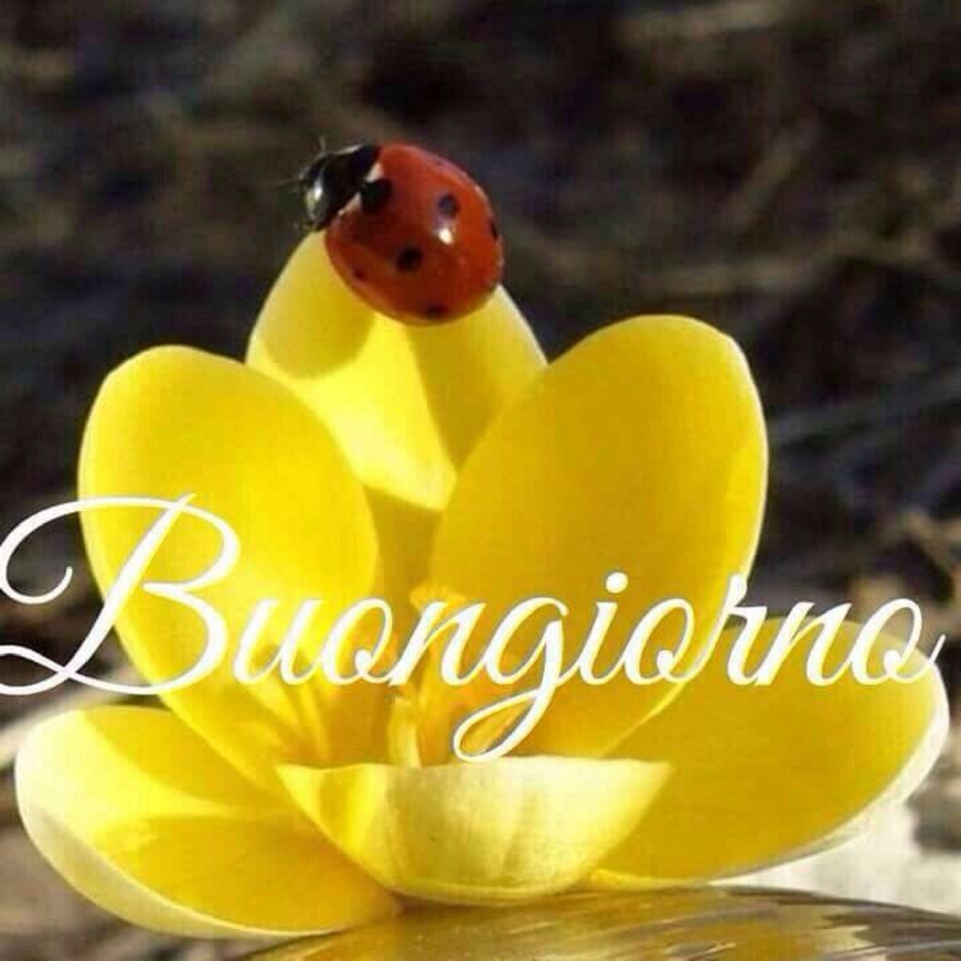 Ti offro un caffè buongiorno a te 1