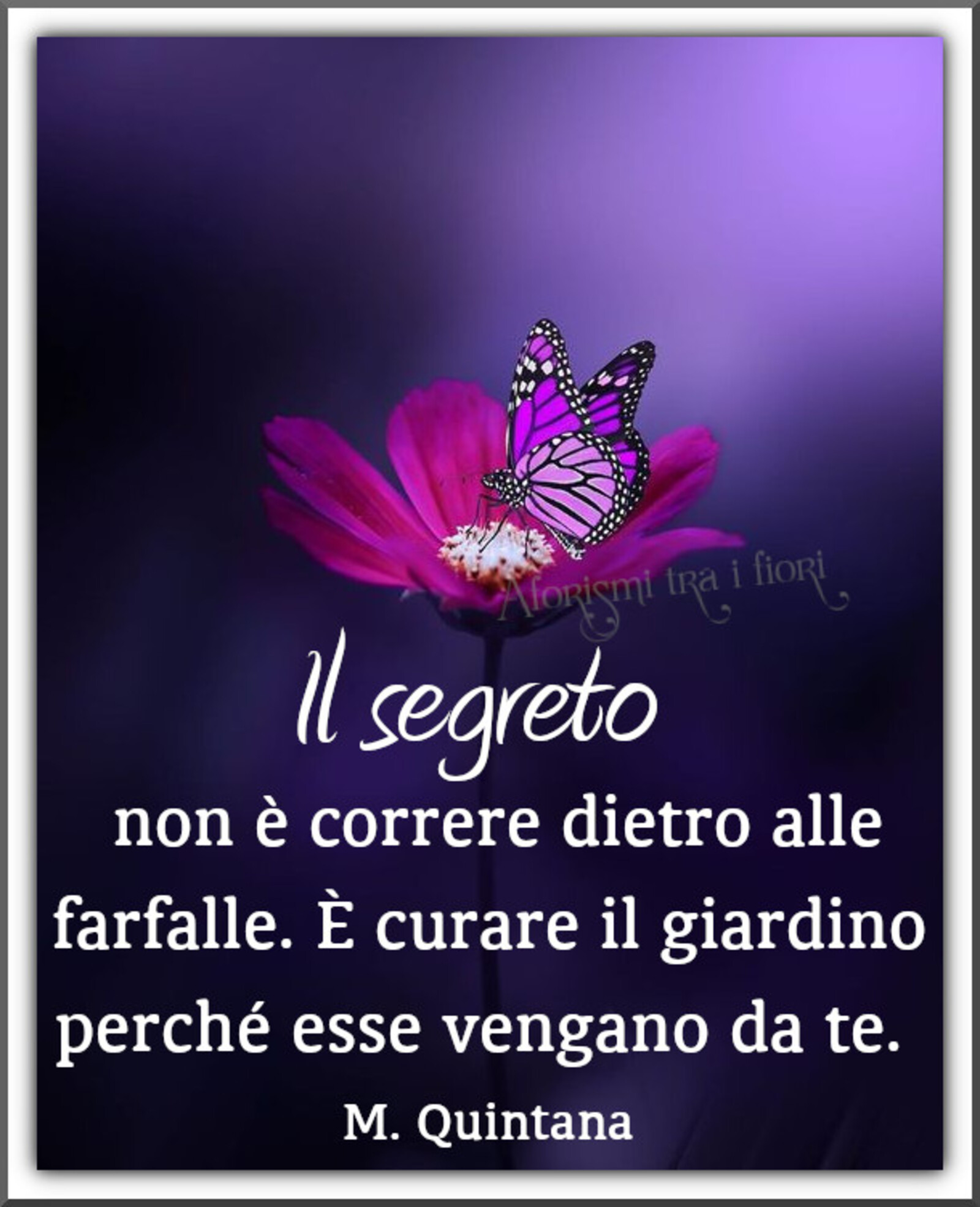 Il segreto non è correre dietro alle farfalle è curare il giardino perché esse vengano da te