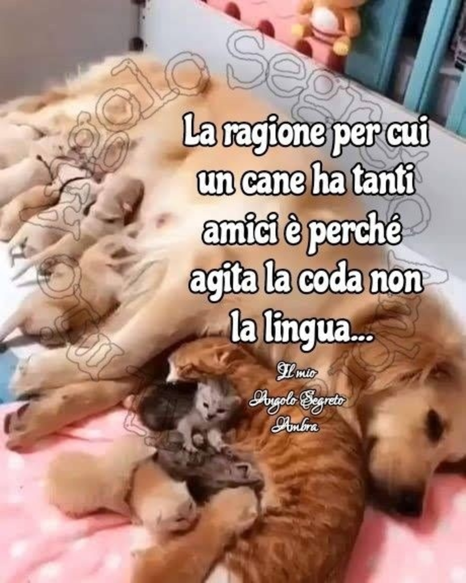 La ragione per cui un cane ha tanti amici è perché agita la coda non la lingua