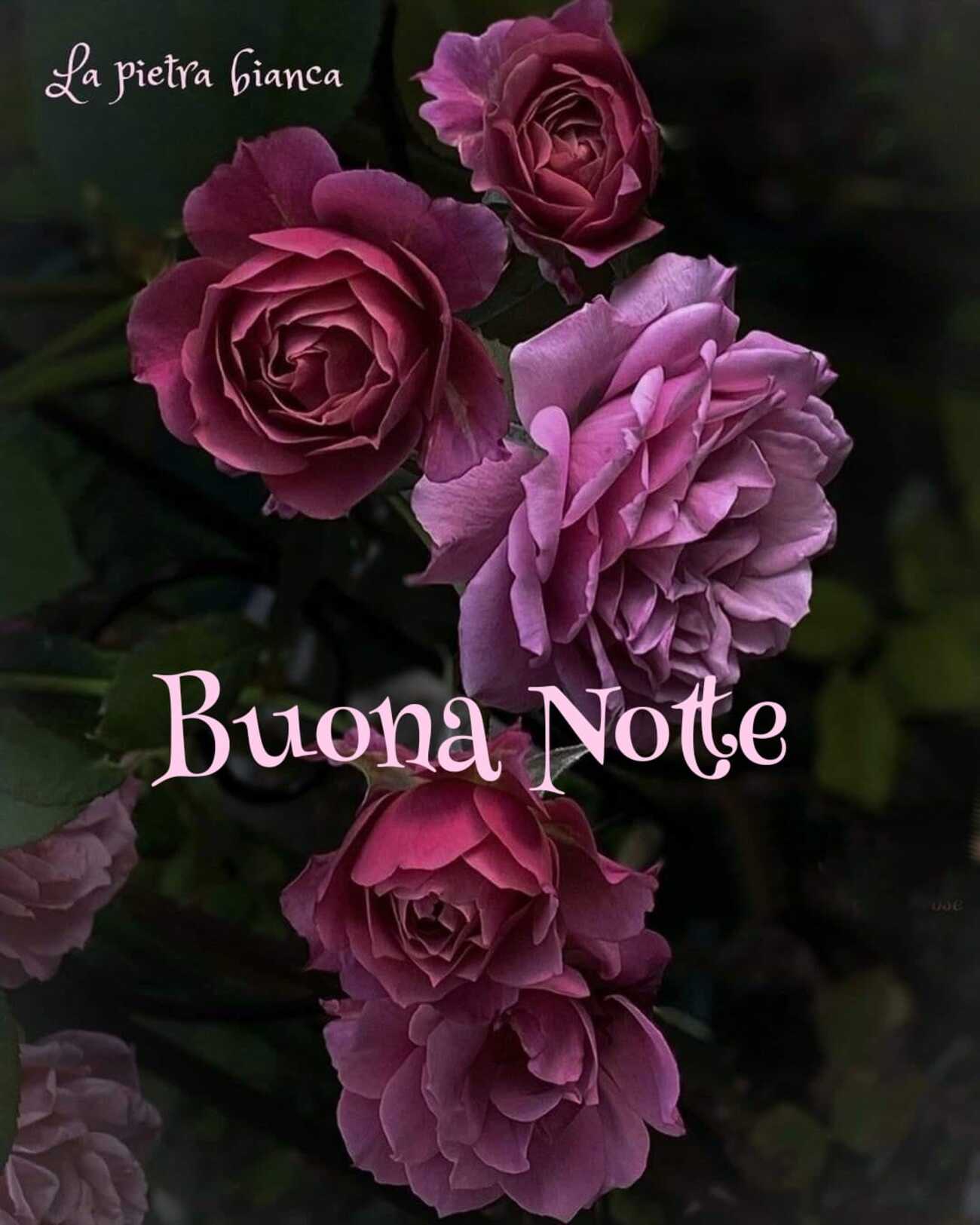 Buona Notte con bellissime rose