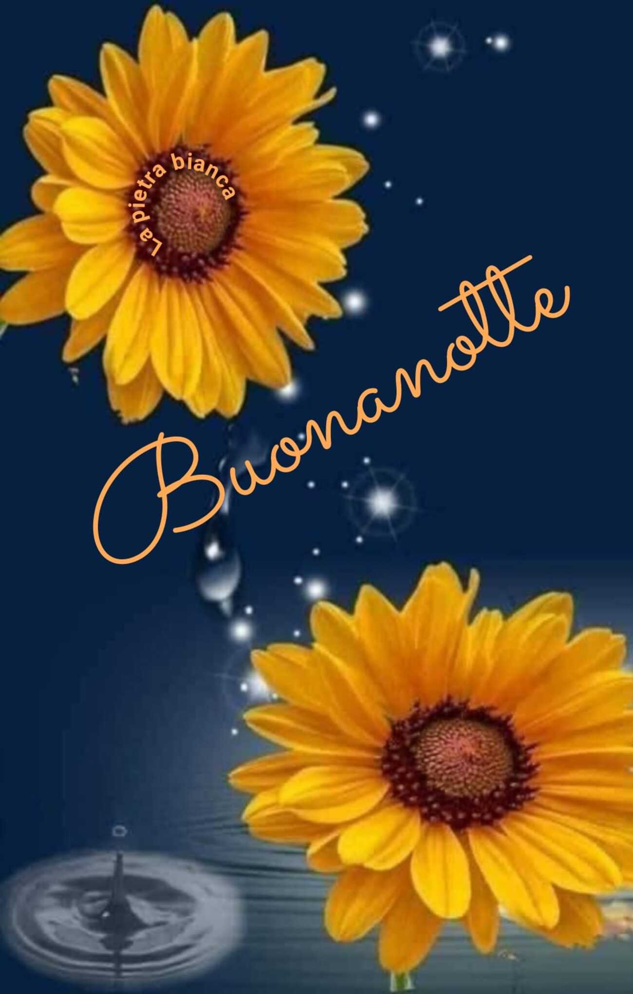 Buonanotte con fiori girasoli