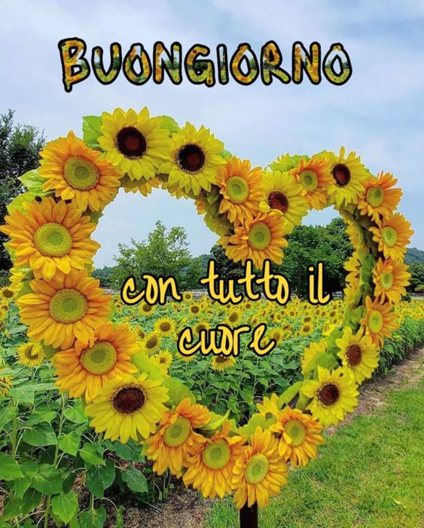 Buongiorno con tutto il cuore girasoli