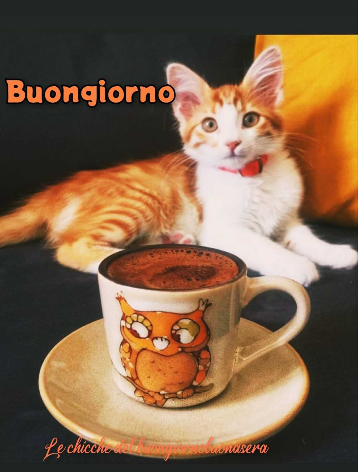 Le Chicche del buongiornobuonasera buongiorno